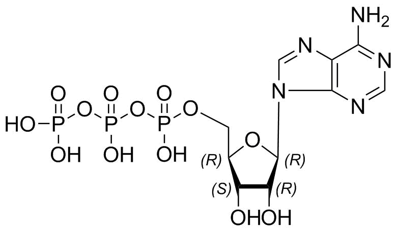 Adenosine 5'-Triphosphate
