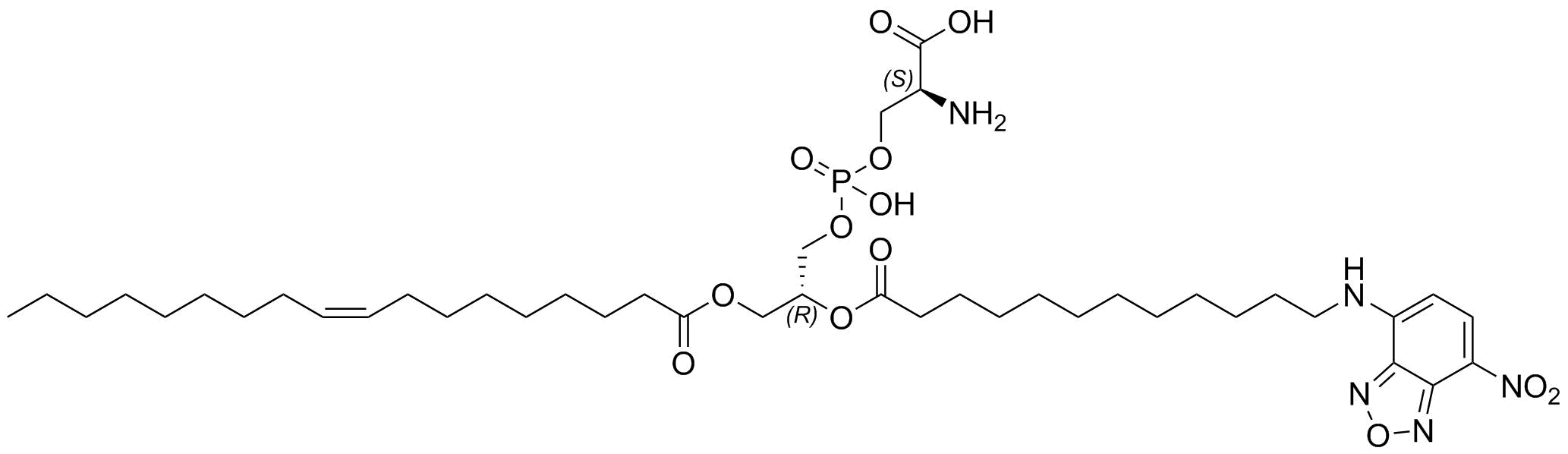 1-Oleoyl-2-[12-[(7-Nitro-2,1,3-Benzoxadiazol-4-Yl)Amino]Dodecanoyl]-Sn-Glycero-3-Phospho-L-Serine