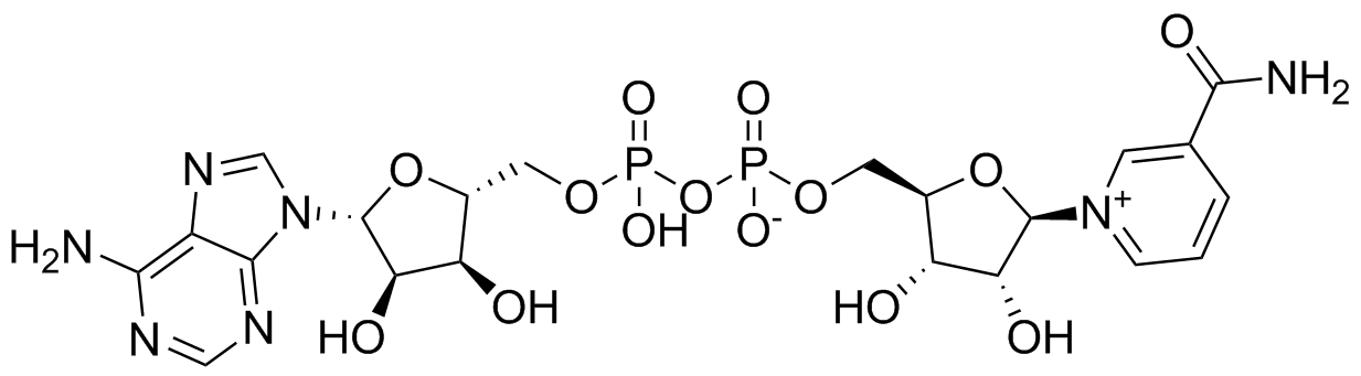 Nicotinamide Adenine Dinucleotide