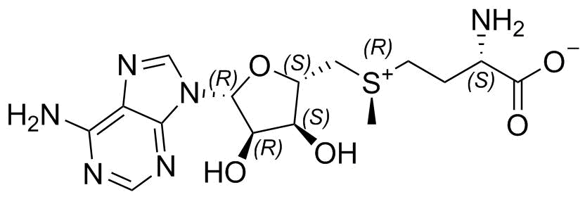 (R)-S-Adenosyl-L-Methionine (R,S-SAM)