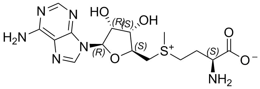 S-Adenosyl-L-Methionine
