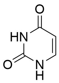 Uracil